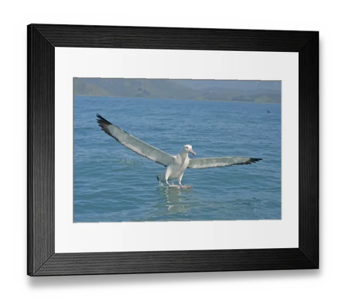 Framed Print : Gibson's Antipodean Albatross (Diomedea antipodensis gibsoni) adult, landing on sea, New Zealand, november Framed Print : Gibson's Antipodean Albatross (Diomedea antipodensis gibsoni) adult, landing on sea, New Zealand, november