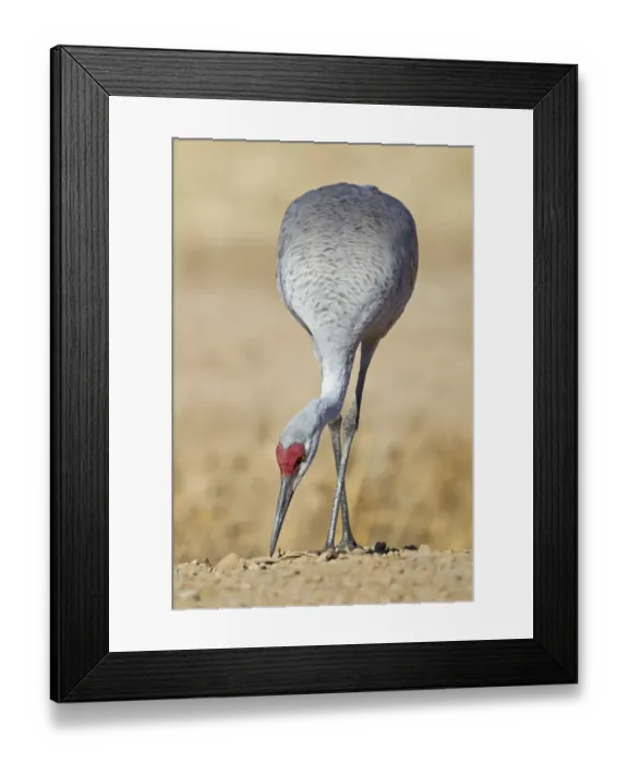 Framed Print : Sandhill Crane (Grus canadensis) adult, feeding at edge of cornfield, Bosque del Apache National Wildlife Refuge, New Mexico, U. S. A. november Framed Print : Sandhill Crane (Grus canadensis) adult, feeding at edge of cornfield, Bosque del Apache National Wildlife Refuge, New Mexico, U. S. A. november