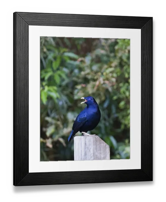 Framed Print : Satin Bowerbird (Ptilonorhynchus violaceus) adult male, calling near bower, perched on post, Lamington N. P. Queensland, Australia Framed Print : Satin Bowerbird (Ptilonorhynchus violaceus) adult male, calling near bower, perched on post, Lamington N. P. Queensland, Australia