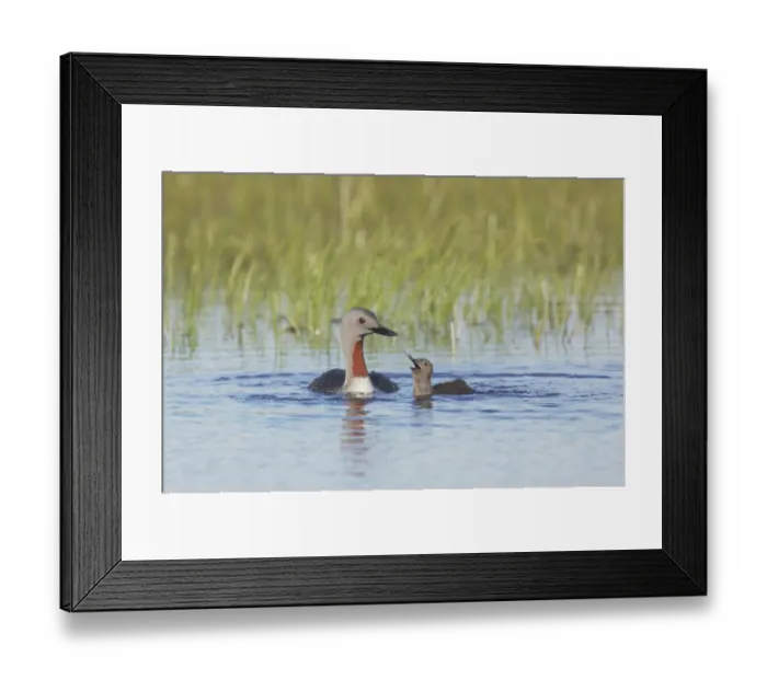 Framed Print : Red-throated Diver (Gavia stellata) adult, summer plumage, feeding fish to chick on water, Finland