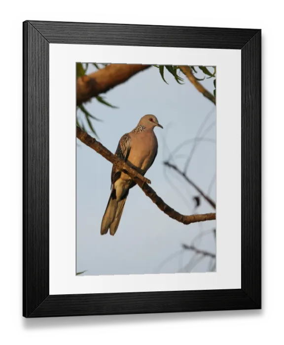 Framed Print : Spotted Dove (Streptopelia chinensis ceylonensis) endemic race, adult, perched on branch, Sri Lanka, december Framed Print : Spotted Dove (Streptopelia chinensis ceylonensis) endemic race, adult, perched on branch, Sri Lanka, december