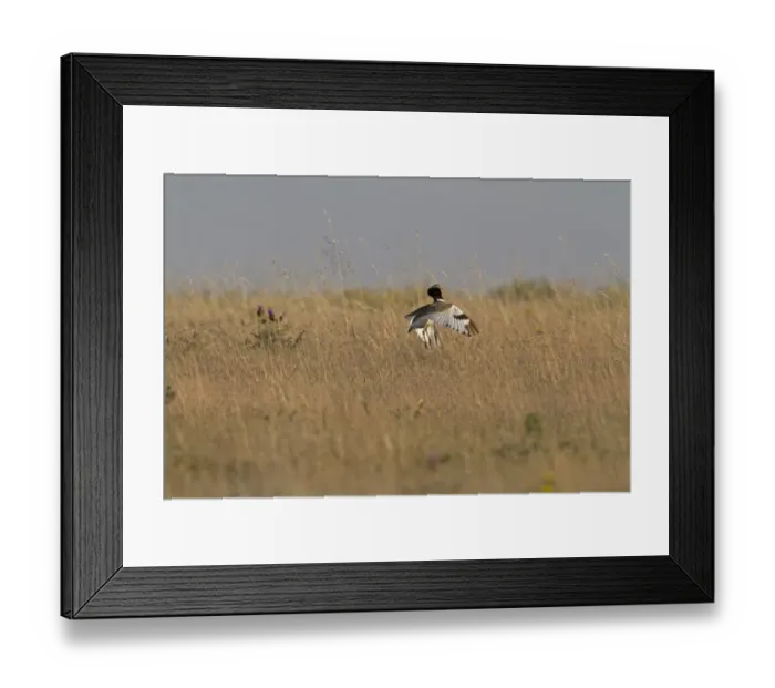 Framed Print : Little Bustard (Tetrax tetrax) adult male, jumping display, Extremadura, Spain, may