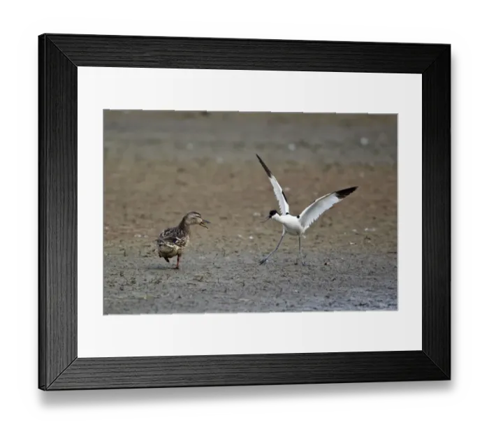 Framed Print : Eurasian Avocet (Recurvirostra avocetta) adult, in threat display towards Mallard Duck (Anas platyrhynchos) adult female, Minsmere RSPB Reserve, Suffolk, England, june Framed Print : Eurasian Avocet (Recurvirostra avocetta) adult, in threat display towards Mallard Duck (Anas platyrhynchos) adult female, Minsmere RSPB Reserve, Suffolk, England, june