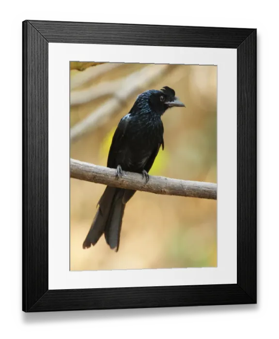 Framed Print : Greater Racket-tailed Drongo (Dicrurus paradiseus) adult, with lost tail rackets, perched on branch, Kaeng Krachan N. P. Thailand, february Framed Print : Greater Racket-tailed Drongo (Dicrurus paradiseus) adult, with lost tail rackets, perched on branch, Kaeng Krachan N. P. Thailand, february