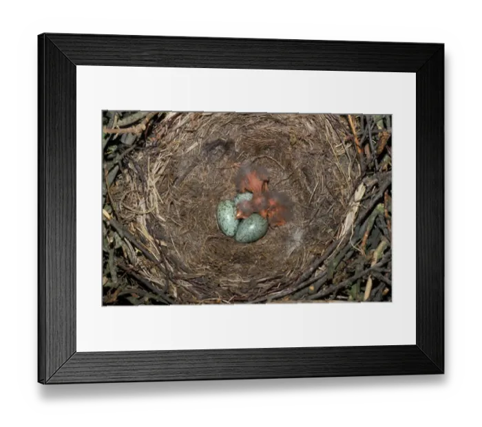 Framed Print : Carrion Crow (Corvus corone) Nest with chicks & eggs Framed Print : Carrion Crow (Corvus corone) Nest with chicks & eggs
