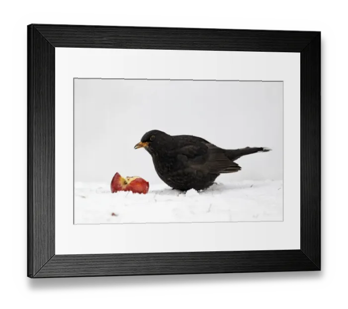 Framed Print : European Blackbird (Turdus merula) adult male, feeding on apple in snow, West Midlands, England, december Framed Print : European Blackbird (Turdus merula) adult male, feeding on apple in snow, West Midlands, England, december