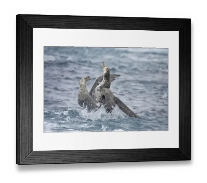 Framed Print : Northern Giant-petrel (Macronectes halli) two adults, fighting at sea, Royal Bay, South Georgia Framed Print : Northern Giant-petrel (Macronectes halli) two adults, fighting at sea, Royal Bay, South Georgia