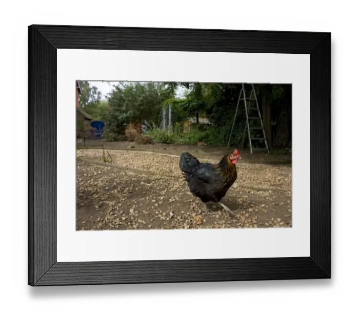 Framed Print : Domestic Chicken, hen, walking, freerange on smallholding, England, september Framed Print : Domestic Chicken, hen, walking, freerange on smallholding, England, september