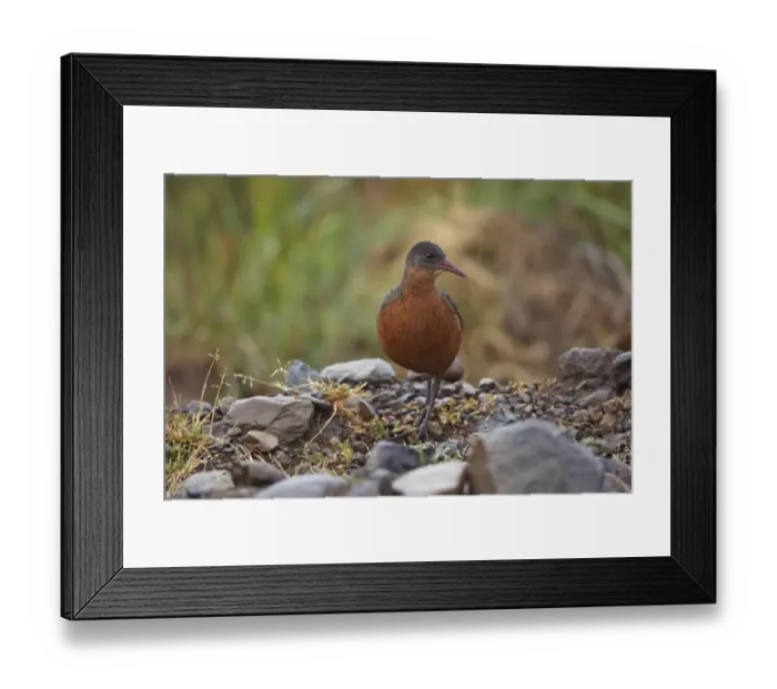 Framed Print : Rouget's Rail (Rougetius rougetii) adult, walking on stones in drizzle, Bale Mountains, Oromia, Ethiopia Framed Print : Rouget's Rail (Rougetius rougetii) adult, walking on stones in drizzle, Bale Mountains, Oromia, Ethiopia