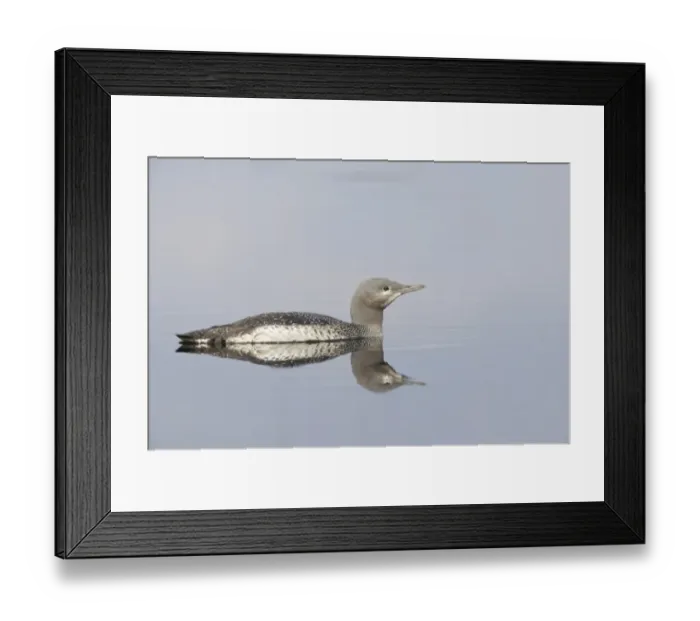 Framed Print : Red-throated Diver (Gavia stellata) mature chick, swimming, Finland