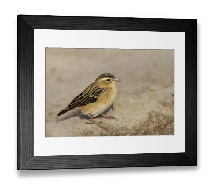 Framed Print : Black-winged Bishop (Euplectes hordeaceus) adult male, non-breeding plumage, standing on ground, Gambia, january Framed Print : Black-winged Bishop (Euplectes hordeaceus) adult male, non-breeding plumage, standing on ground, Gambia, january