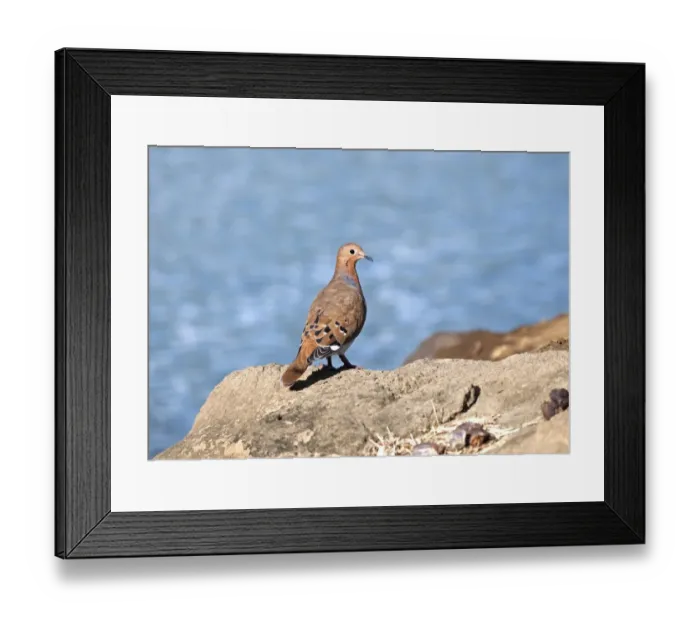 Framed Print : Zenaida Dove (Zenaida aurita) adult, standing on rocks near sea, Grenada Framed Print : Zenaida Dove (Zenaida aurita) adult, standing on rocks near sea, Grenada