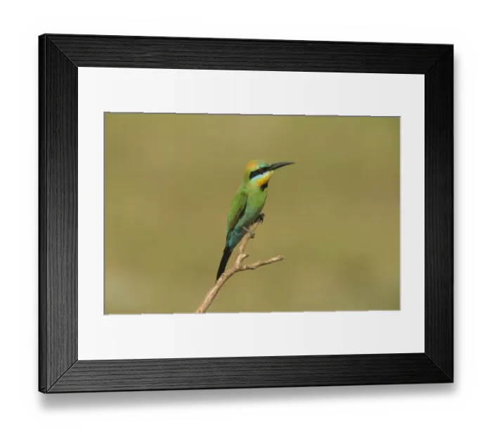 Framed Print : Rainbow Bee-eater (Merops ornatus) adult, perched on twig, Australia