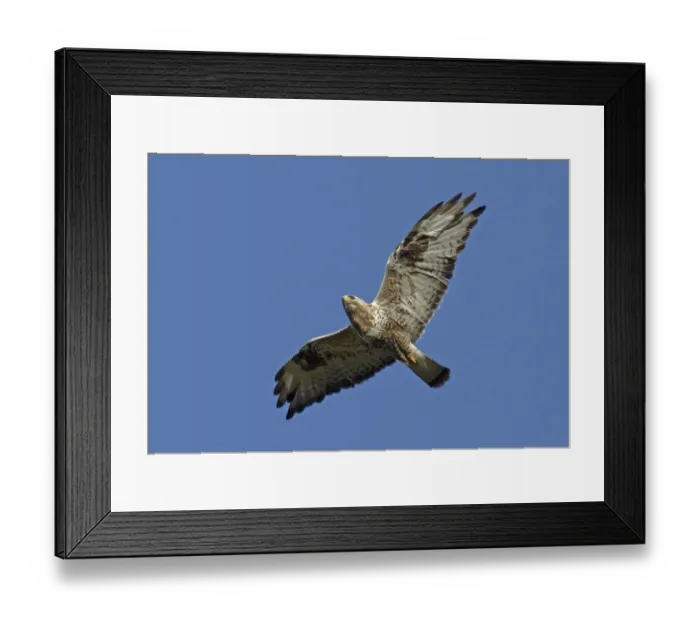 Framed Print : Rough-legged Buzzard (Buteo lagopus) adult male, in flight, Finland, june Framed Print : Rough-legged Buzzard (Buteo lagopus) adult male, in flight, Finland, june