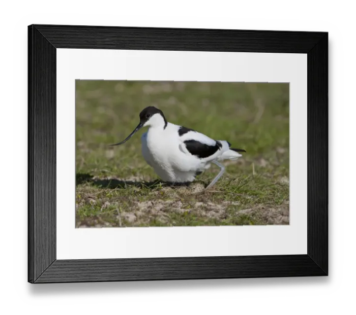 Framed Print : Eurasian Avocet (Recurvirostra avocetta) adult, settling on eggs in nest, North Norfolk, England, may Framed Print : Eurasian Avocet (Recurvirostra avocetta) adult, settling on eggs in nest, North Norfolk, England, may