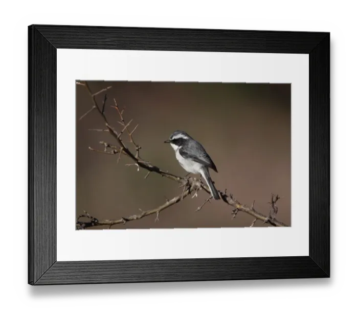 Framed Print : Grey Bushchat (Saxicola ferreus) adult male, perched on branch, Uttarakhand, India, february Framed Print : Grey Bushchat (Saxicola ferreus) adult male, perched on branch, Uttarakhand, India, february