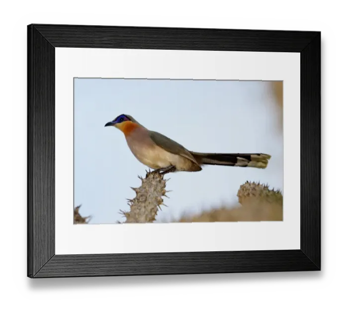 Framed Print : Running Coua (Coua cursor) adult, perched on cactus in spiny forest, Reniala Nature Reserve, Ifaty, Western Madagascar, august