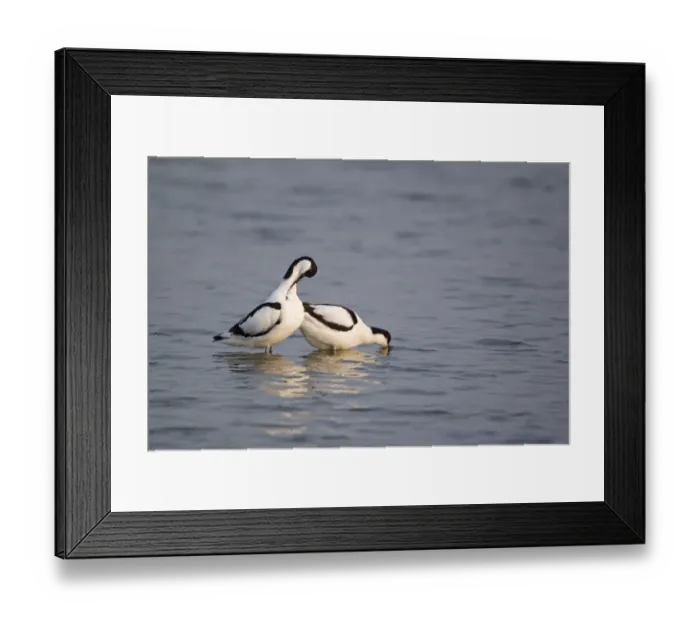 Framed Print : Eurasian Avocet (Recurvirostra avocetta) adult pair, male preening whilst female adopts pose signalling desire to mate, Minsmere RSPB Reserve, Suffolk, England, may
