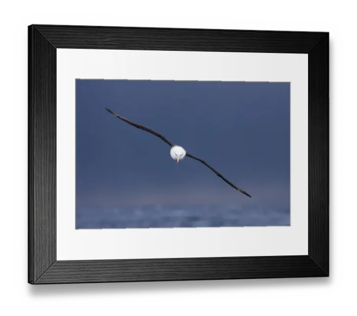 Framed Print : Black-browed Albatross (Thalassarche melanophrys) adult, in flight, Southern Ocean, near South Georgia, november Framed Print : Black-browed Albatross (Thalassarche melanophrys) adult, in flight, Southern Ocean, near South Georgia, november