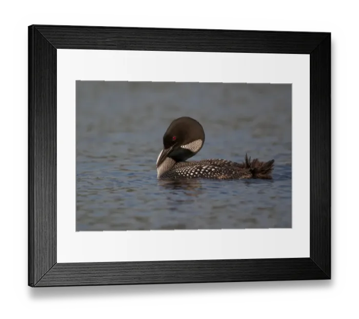 Framed Print : Great Northern Diver (Gavia immer) adult, summer plumage, preening on lake, North Michigan, U. S. A. june Framed Print : Great Northern Diver (Gavia immer) adult, summer plumage, preening on lake, North Michigan, U. S. A. june