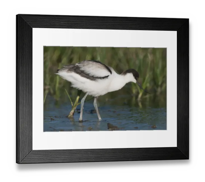 Framed Print : Eurasian Avocet (Recurvirostra avocetta) juvenile, wading in shallow water, Elmley Marshes N. N. R. North Kent Marshes, Isle of Sheppey, Kent, England, september Framed Print : Eurasian Avocet (Recurvirostra avocetta) juvenile, wading in shallow water, Elmley Marshes N. N. R. North Kent Marshes, Isle of Sheppey, Kent, England, september