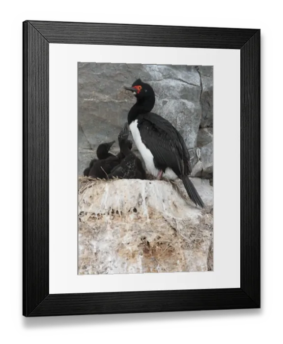 Framed Print : Rock Shag (Phalacrocorax magellanicus) adult, brooding chicks on nest, Ushuaia, Tierra del Fuego, Argentina, december Framed Print : Rock Shag (Phalacrocorax magellanicus) adult, brooding chicks on nest, Ushuaia, Tierra del Fuego, Argentina, december