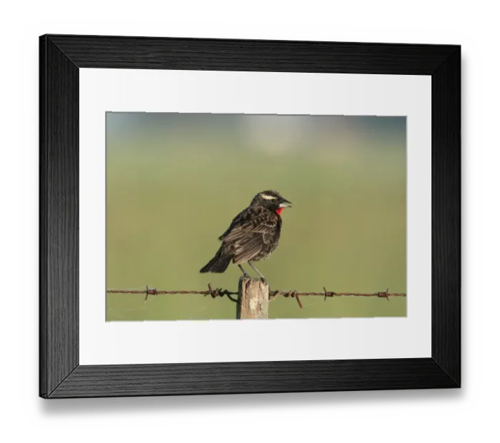 Framed Print : White-browed Blackbird (Sturnella superciliaris) immature male, perched on fencepost, Haras del Sur, Buenos Aires, Argentina, october Framed Print : White-browed Blackbird (Sturnella superciliaris) immature male, perched on fencepost, Haras del Sur, Buenos Aires, Argentina, october