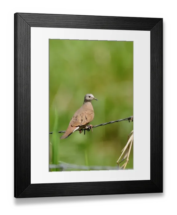 Framed Print : Ruddy Ground-dove (Columbina talpacoti rufipennis) adult, perched on barbed wire fence, Trinidad, Trinidad and Tobago Framed Print : Ruddy Ground-dove (Columbina talpacoti rufipennis) adult, perched on barbed wire fence, Trinidad, Trinidad and Tobago