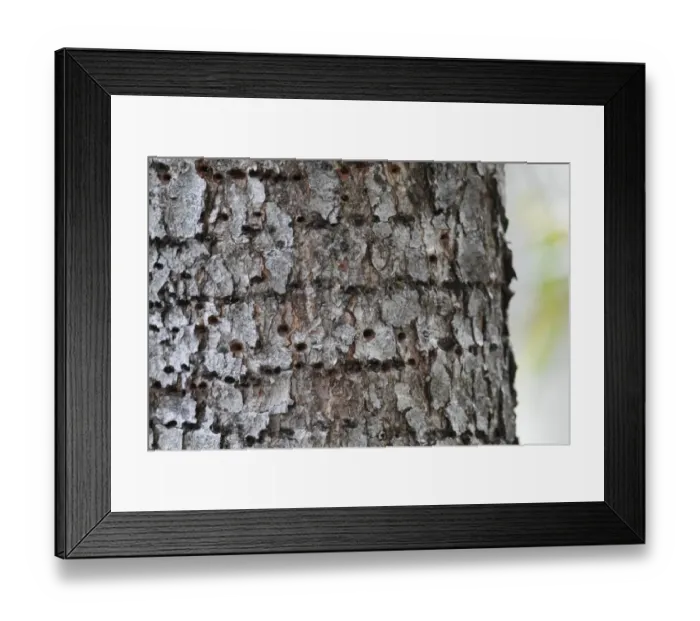 Framed Print : Rufous-bellied Woodpecker (Dendrocopos hyperythrus) sap wells on pine tree trunk, Meilixueshan, Yunnan, China, may Framed Print : Rufous-bellied Woodpecker (Dendrocopos hyperythrus) sap wells on pine tree trunk, Meilixueshan, Yunnan, China, may