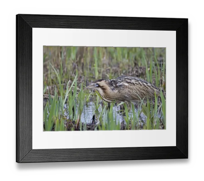 Framed Print : Great Bittern (Botaurus stellaris) adult male, feeding, with Three-spined Stickleback (Gasterosteus aculeatus) prey in beak, Minsmere RSPB Reserve, Suffolk, England, april Framed Print : Great Bittern (Botaurus stellaris) adult male, feeding, with Three-spined Stickleback (Gasterosteus aculeatus) prey in beak, Minsmere RSPB Reserve, Suffolk, England, april
