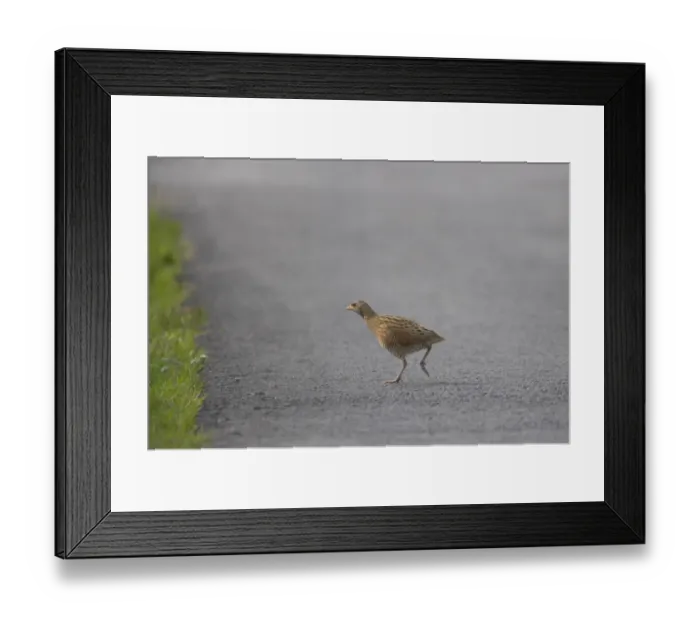 Framed Print : Corncrake (Crex crex) adult male, walking across road, South Uist, Outer Hebrides, Scotland Framed Print : Corncrake (Crex crex) adult male, walking across road, South Uist, Outer Hebrides, Scotland