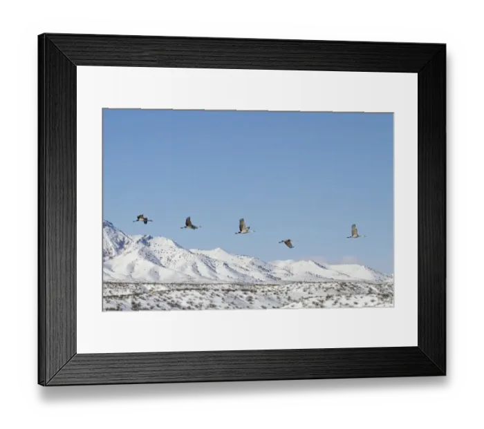Framed Print : Sandhill Crane (Grus canadensis) five adults, in flight over snow covered hills, Bosque del Apache National Wildlife Refuge, New Mexico, U. S. A. december Framed Print : Sandhill Crane (Grus canadensis) five adults, in flight over snow covered hills, Bosque del Apache National Wildlife Refuge, New Mexico, U. S. A. december