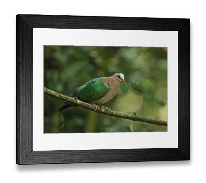 Framed Print : Emerald Dove (Chalcophaps indica indica) adult male, perched on branch, Kaeng Krachan N. P. Thailand, november