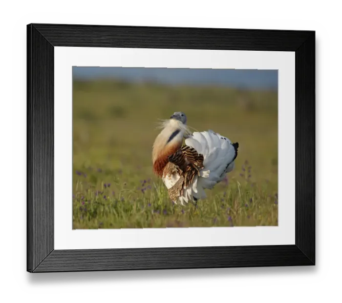 Framed Print : Great Bustard (Otis tarda) adult male, displaying, Extremadura, Spain, spring Framed Print : Great Bustard (Otis tarda) adult male, displaying, Extremadura, Spain, spring