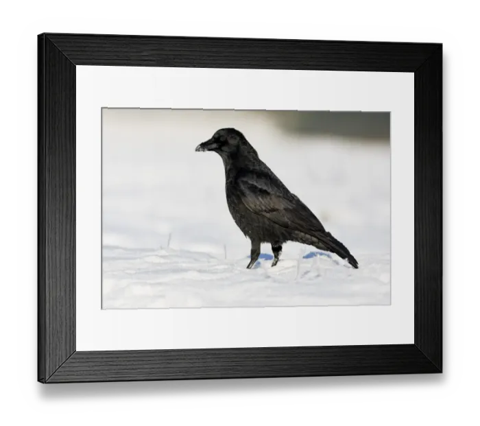 Framed Print : Carrion Crow (Corvus corone) adult, standing on snow, Midlands, England, december