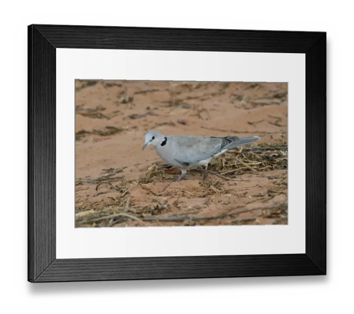 Framed Print : Cape Turtle-dove (Streptopelia capicola) adult, foraging on sandy ground, Okavango Delta, Botswana Framed Print : Cape Turtle-dove (Streptopelia capicola) adult, foraging on sandy ground, Okavango Delta, Botswana
