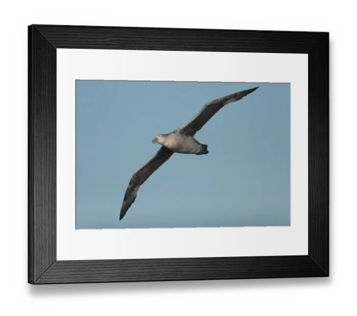 Framed Print : Northern Giant-petrel (Macronectes halli) adult, in flight at sea, Drake Passage, between Argentina and Antarctic Peninsula, Antarctica, december Framed Print : Northern Giant-petrel (Macronectes halli) adult, in flight at sea, Drake Passage, between Argentina and Antarctic Peninsula, Antarctica, december