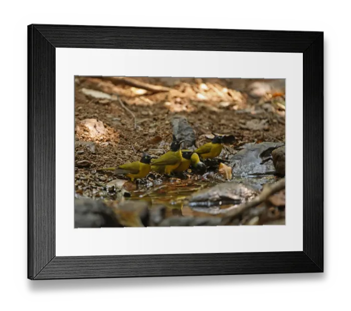 Framed Print : Black-crested Bulbul (Pycnonotus melanicterus xanthops) and Black-headed Bulbul (Pycnonotus atriceps) adults Framed Print : Black-crested Bulbul (Pycnonotus melanicterus xanthops) and Black-headed Bulbul (Pycnonotus atriceps) adults