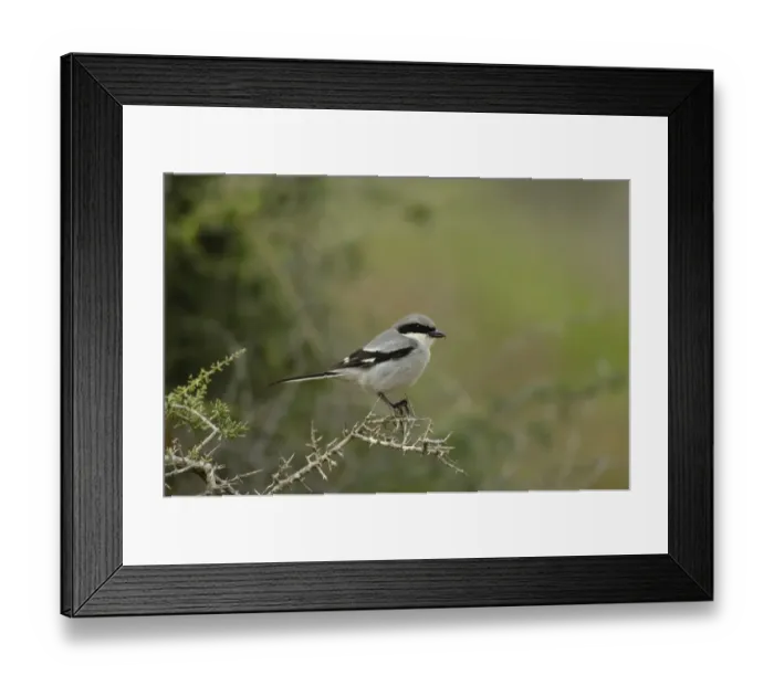 Framed Print : Southern Grey Shrike (Lanius meridionalis koenigi) adult, perched on twig, Fuerteventura, Canary Islands, march Framed Print : Southern Grey Shrike (Lanius meridionalis koenigi) adult, perched on twig, Fuerteventura, Canary Islands, march