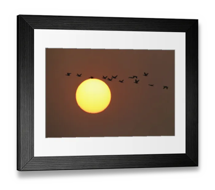 Framed Print : Great Cormorant (Phalacrocorax carbo sinensis) thirteen, in flight, silhouetted against setting sun, Hong Kong, China, december Framed Print : Great Cormorant (Phalacrocorax carbo sinensis) thirteen, in flight, silhouetted against setting sun, Hong Kong, China, december