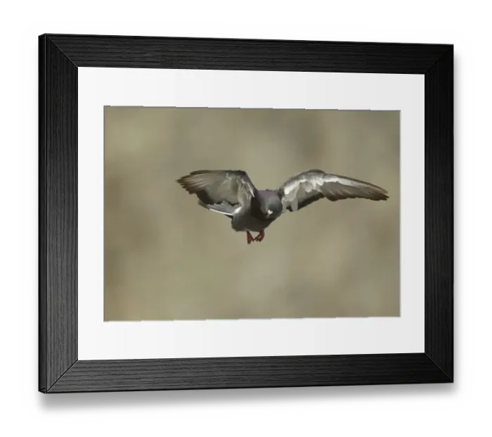Framed Print : Rock Dove (Columba livia) adult, in flight, Bempton Cliffs RSPB Reserve, East Yorkshire, England, july