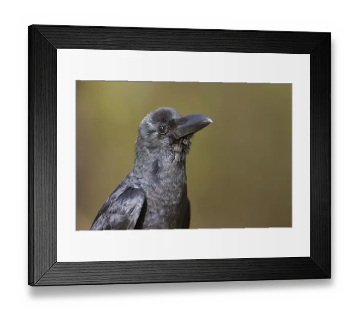 Framed Print : Jungle Crow (Corvus macrorhynchos) adult, close-up of head, Kanha N. P. Madhya Pradesh, India Framed Print : Jungle Crow (Corvus macrorhynchos) adult, close-up of head, Kanha N. P. Madhya Pradesh, India