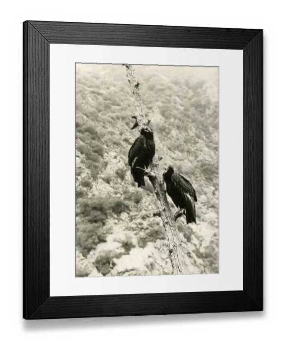 Framed Print : California Condor (Gymnogyps californianus) adult pair, perched on dead tree, photographed before extinction in wild, Los Angeles County, California, U. S. A. 1906 (William L Finley) Framed Print : California Condor (Gymnogyps californianus) adult pair, perched on dead tree, photographed before extinction in wild, Los Angeles County, California, U. S. A. 1906 (William L Finley)