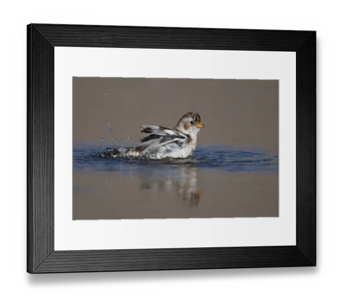Framed Print : Snow Bunting (Plectrophenax nivalis) adult, winter plumage, bathing, Norfolk, England Framed Print : Snow Bunting (Plectrophenax nivalis) adult, winter plumage, bathing, Norfolk, England