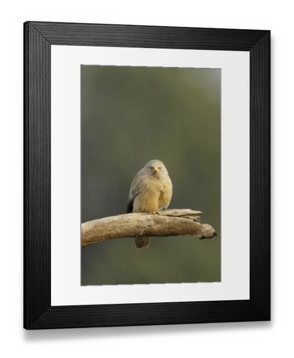 Framed Print : Jungle Babbler (Turdoides striatus) adult, perched on broken branch, Keoladeo Ghana N. P. (Bharatpur), Rajasthan, India Framed Print : Jungle Babbler (Turdoides striatus) adult, perched on broken branch, Keoladeo Ghana N. P. (Bharatpur), Rajasthan, India
