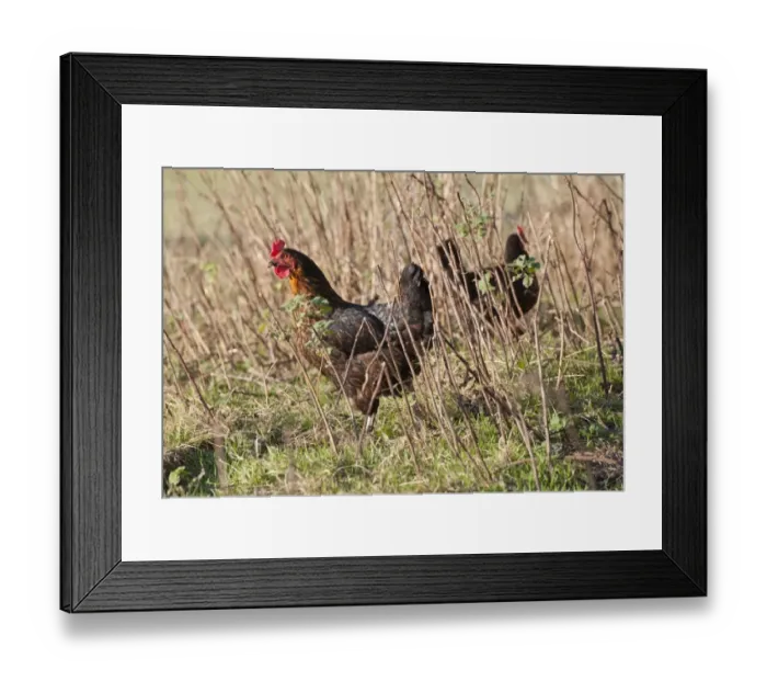Framed Print : Domestic Chicken, Black Rock hens, standing amongst stems in field, Chipping, Lancashire, England, november Framed Print : Domestic Chicken, Black Rock hens, standing amongst stems in field, Chipping, Lancashire, England, november