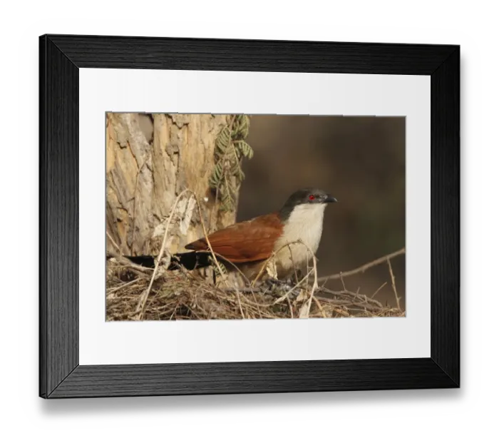 Framed Print : Senegal Coucal (Centropus senegalensis) adult, perched on twigs in tree, Gambia, january