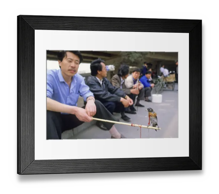 Framed Print : Brambling (Fringilla montifringilla) adult male, captive bird perched on stick held by man in market, Beijing, China, may Framed Print : Brambling (Fringilla montifringilla) adult male, captive bird perched on stick held by man in market, Beijing, China, may