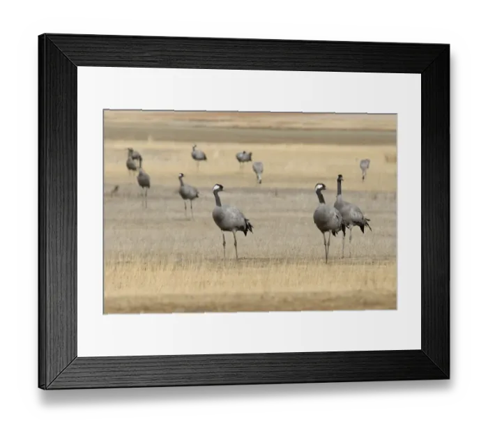 Framed Print : Common Crane (Grus grus) adults, flock standing in high plain habitat, Gallocanta, Zaragoza, Aragon, Spain, january Framed Print : Common Crane (Grus grus) adults, flock standing in high plain habitat, Gallocanta, Zaragoza, Aragon, Spain, january