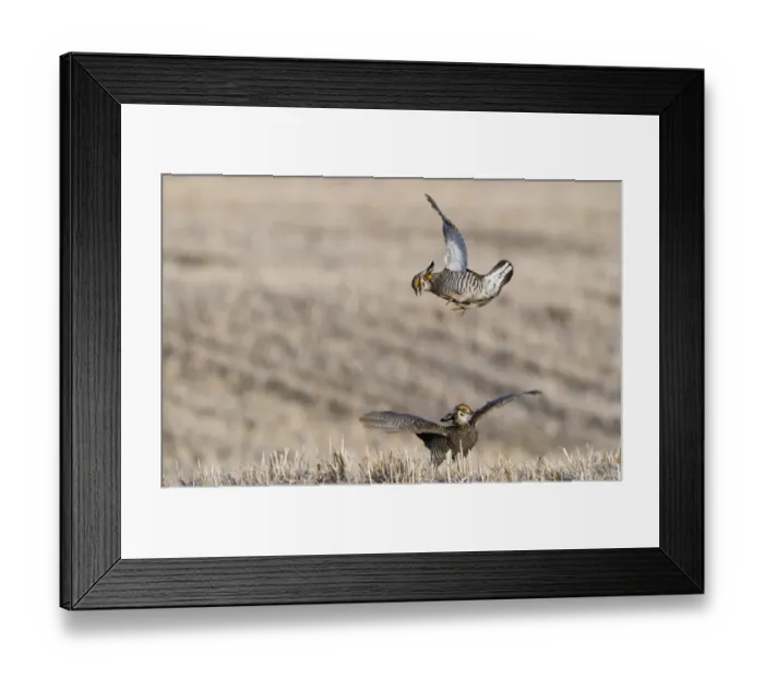 Framed Print : Greater Prairie-chicken (Tympanuchus cupido) two adult males, fighting on lekking ground, Sandhills, Nebraska, U. S. A. april Framed Print : Greater Prairie-chicken (Tympanuchus cupido) two adult males, fighting on lekking ground, Sandhills, Nebraska, U. S. A. april